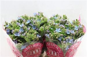 OXYPETALUM TAN PUR BLU 50